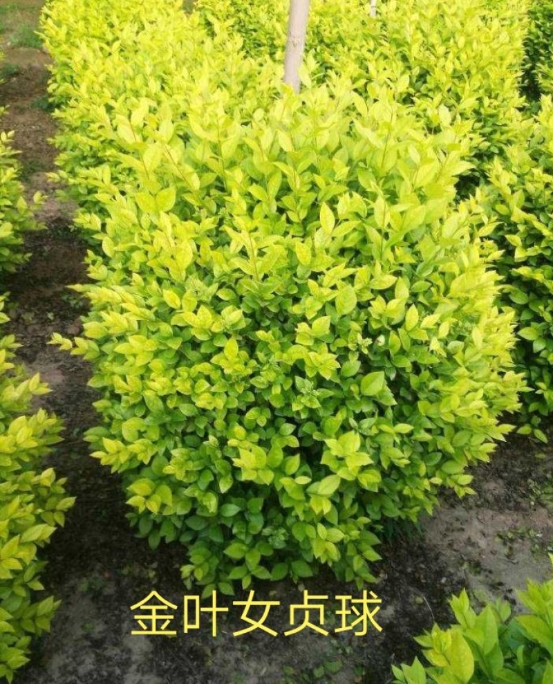 女贞球金叶女贞球产地直销可以看货