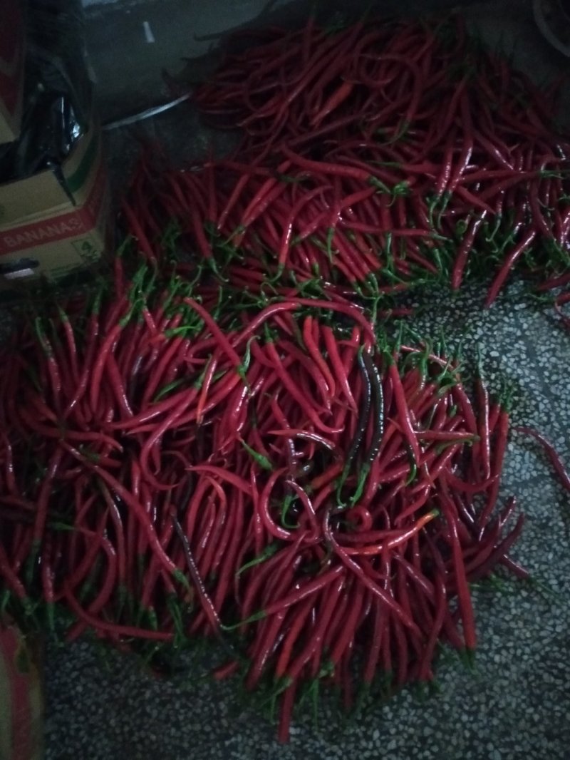 夏邑县线椒红线椒，各种精品鲜辣椒大量发货全国，大量有货