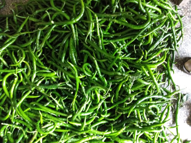 夏邑县线椒红线椒，各种精品鲜辣椒大量发货全国，大量有货