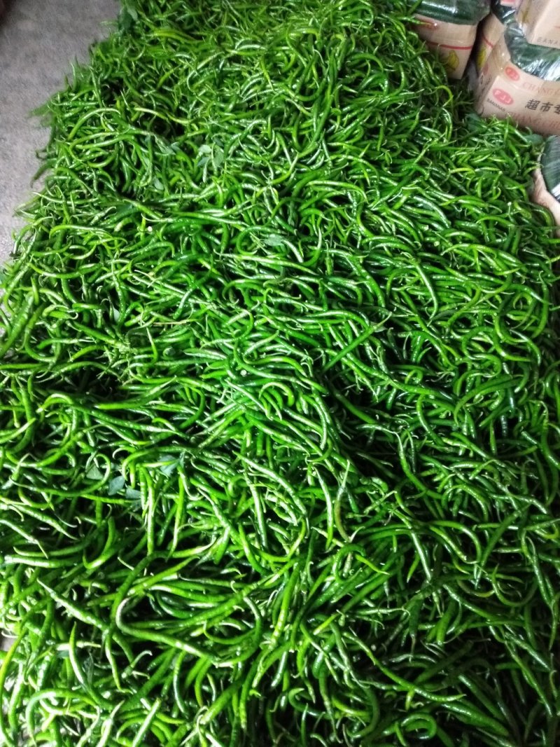 夏邑县线椒红线椒，各种精品鲜辣椒大量发货全国，大量有货