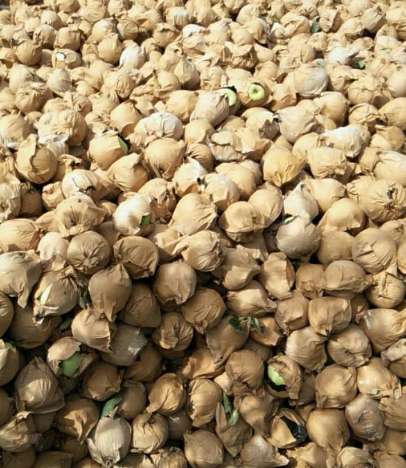 绥中县金帅苹果基地，上市热销中，75起步纸袋，全优质货源