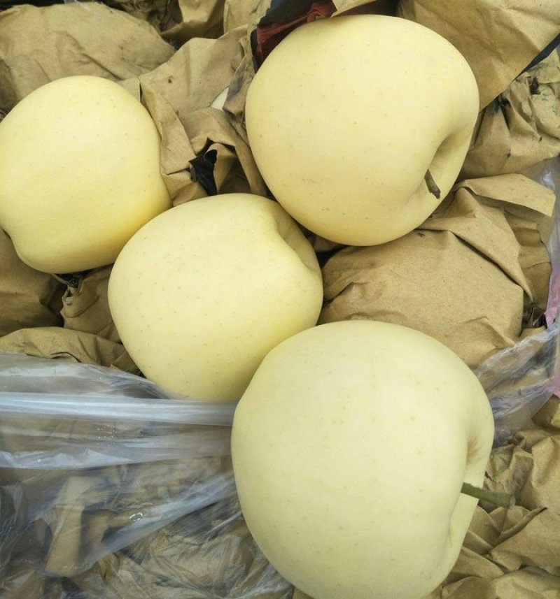 绥中县金帅苹果基地，上市热销中，75起步纸袋，全优质货源