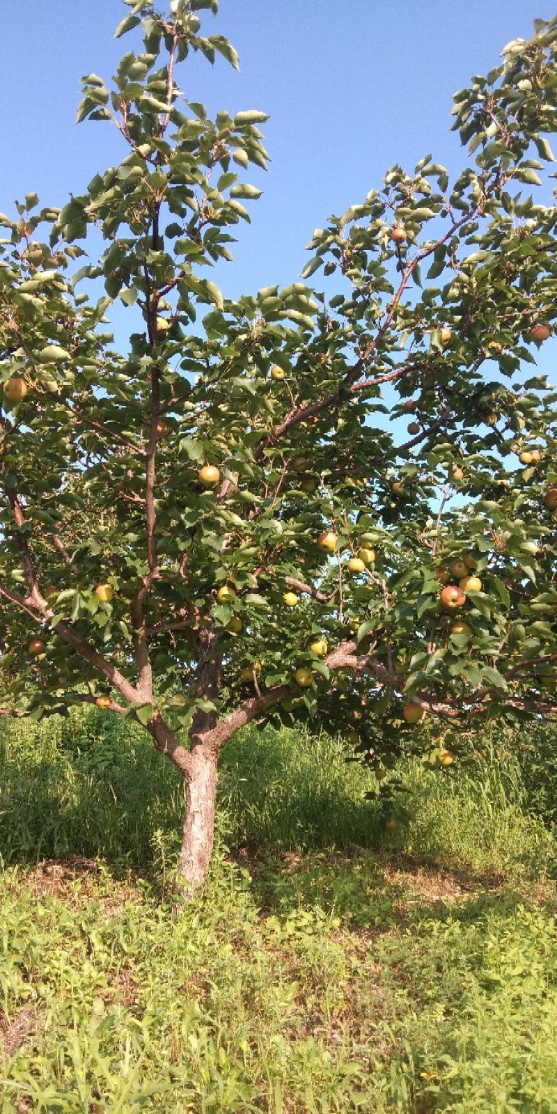 南果梨