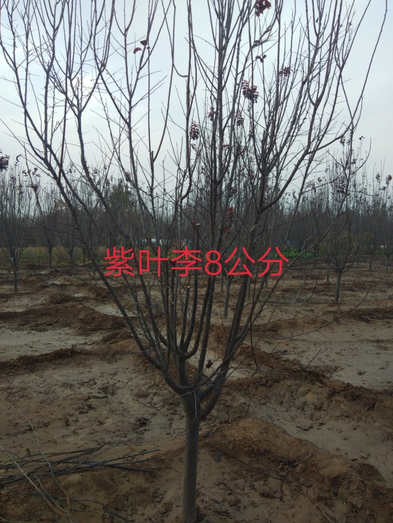 紫叶李紫叶稠李3----10公分产地直