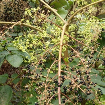 刺老芽种子