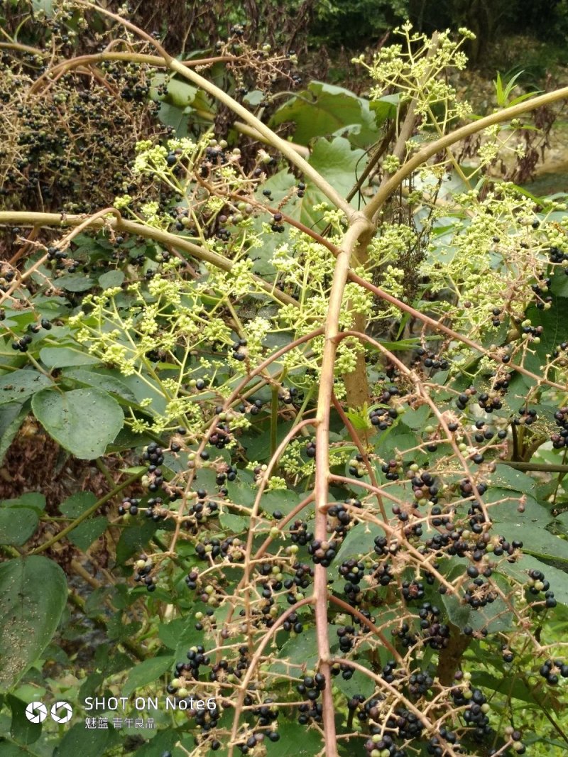 刺老芽种子