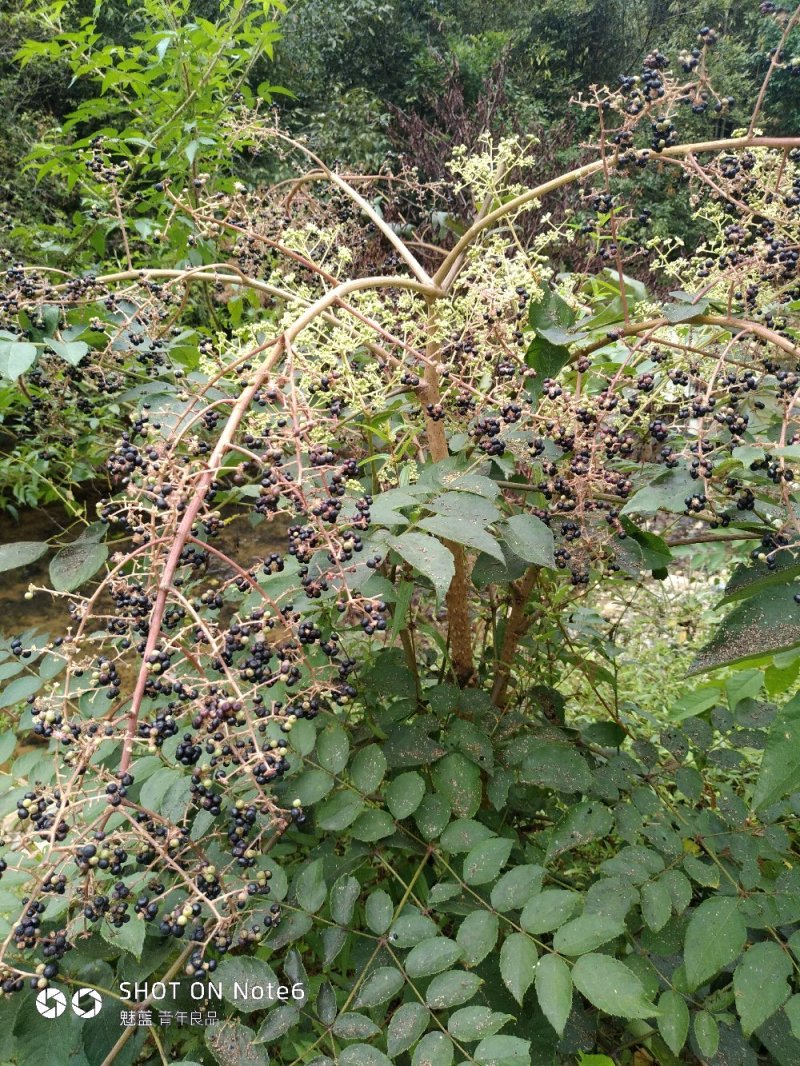 刺老芽种子