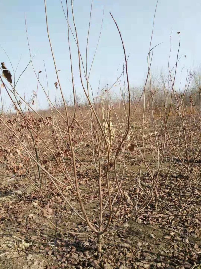 黄枦丛生黄栌黄栌杯苗大卜黄卢装盆黄枦
