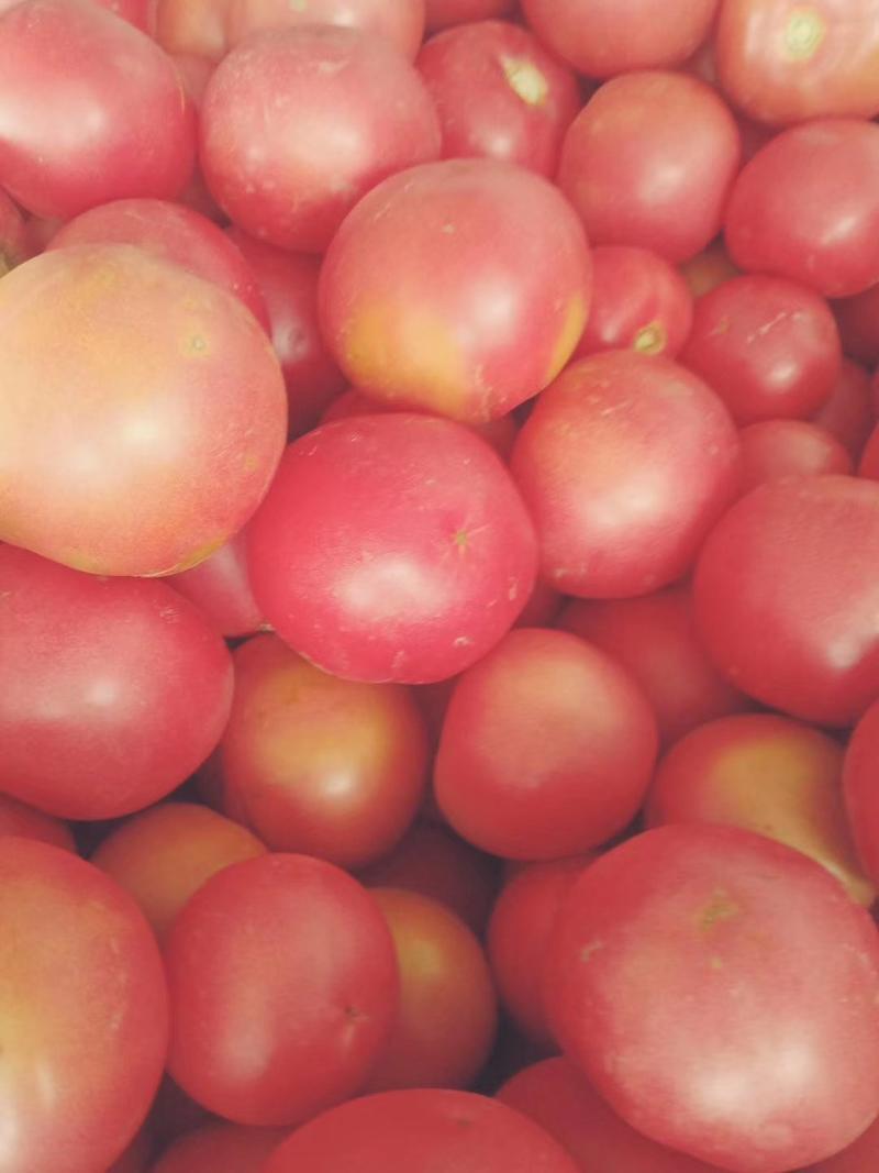 硬粉西红柿大量上市，质量保证，欢迎选购。