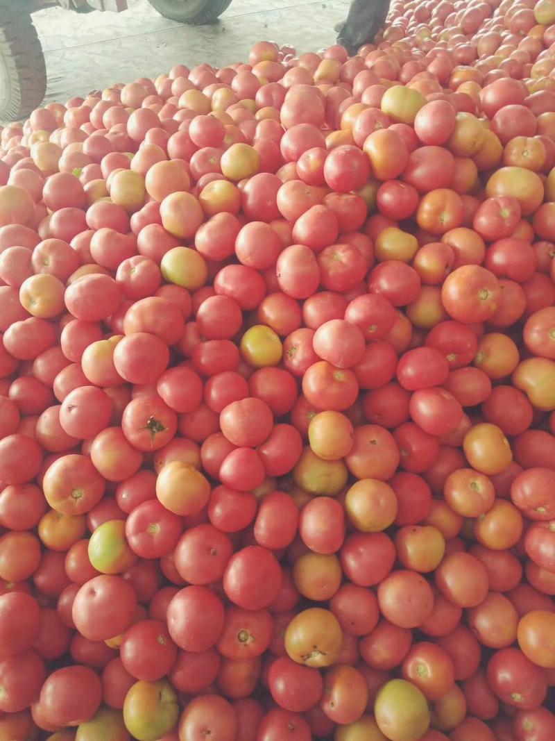 硬粉西红柿大量上市，质量保证，欢迎选购。