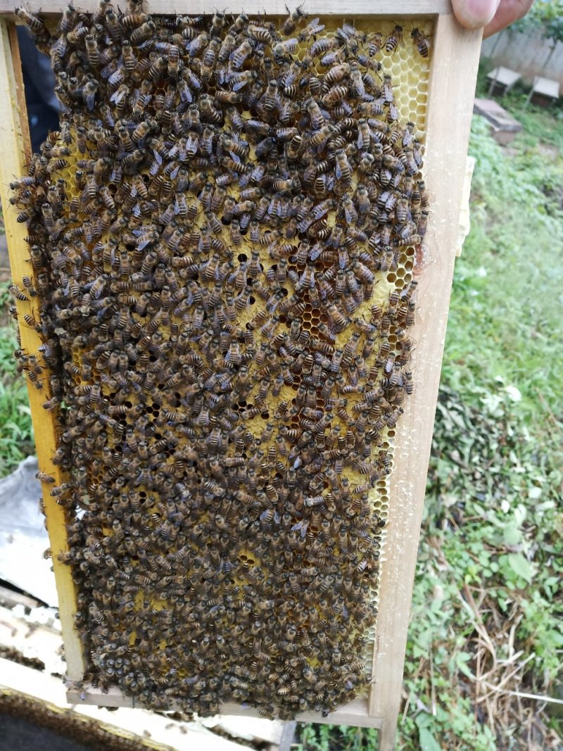 蜂箱