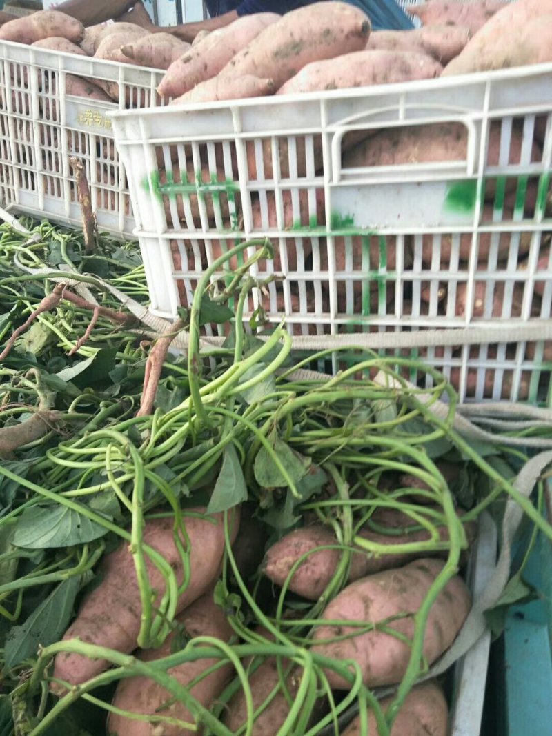 红薯