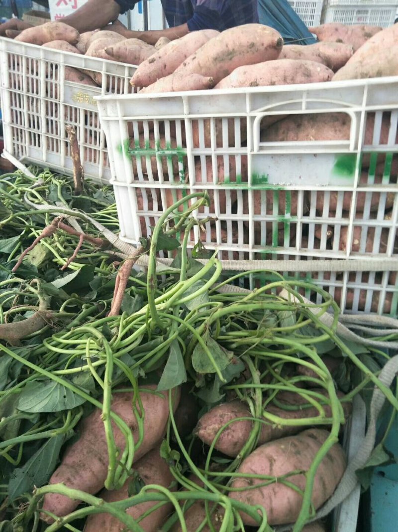 红薯