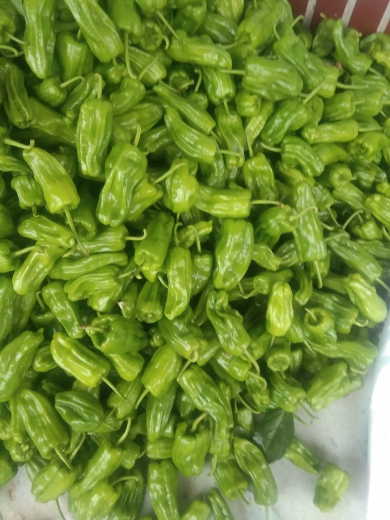 蔬菜