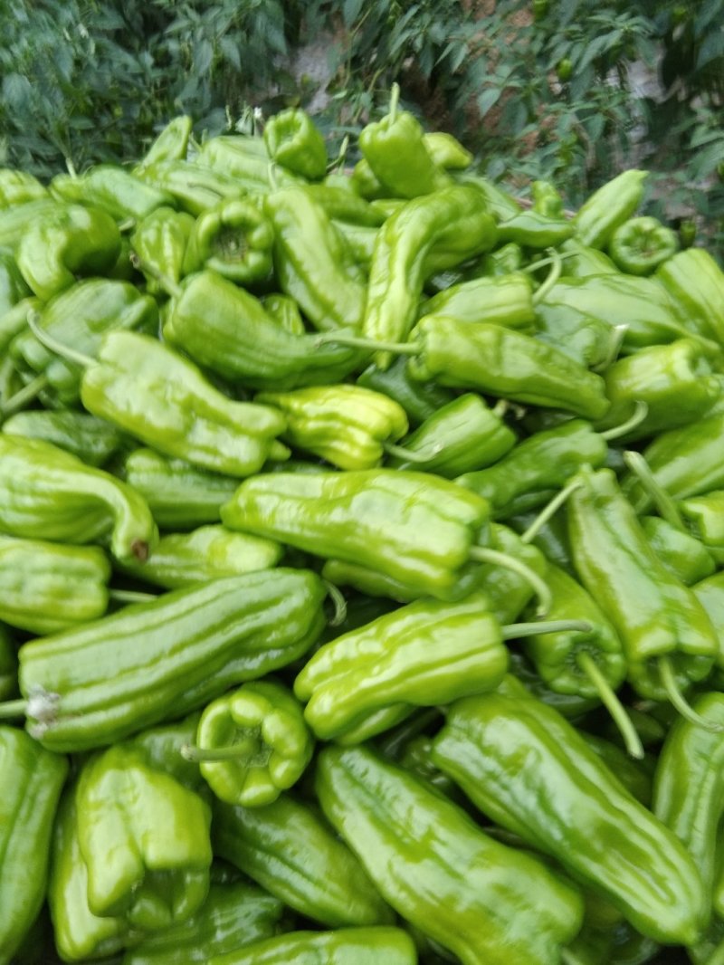 蔬菜