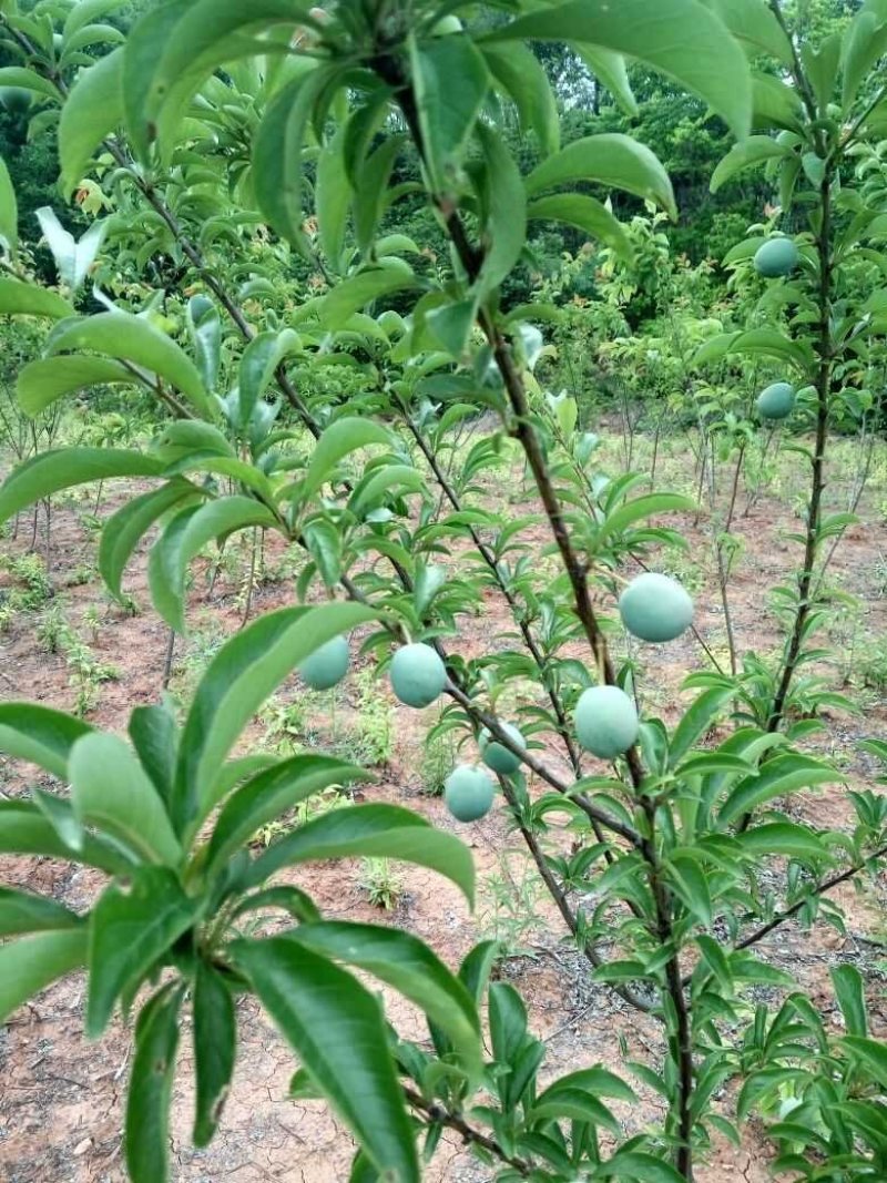 大量出售，各种嫁接李子苗.品质保证，良心商家