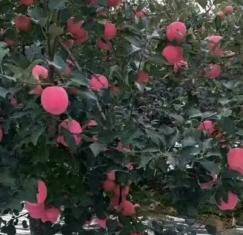 山东潍坊红富士苹果，价格便宜，欢迎新老客户前来订购。