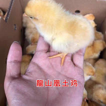 龍山凰土鸡苗孵化厂直发包运输和质量