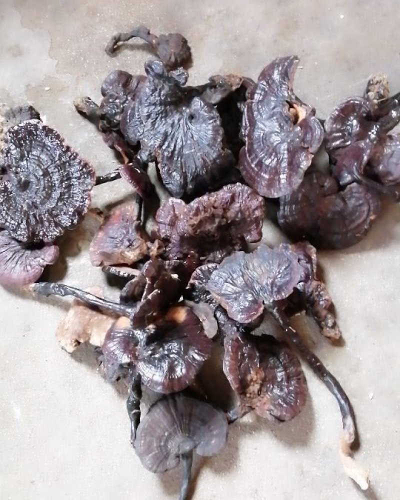 贵州吊脚楼大森山的野生黑灵芝