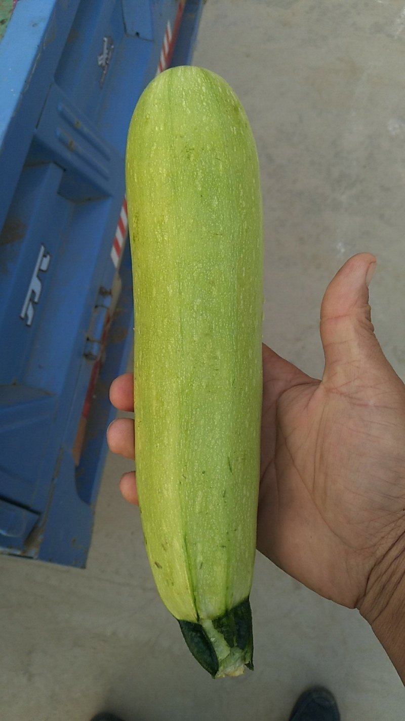蔬菜