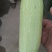 蔬菜