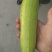 蔬菜