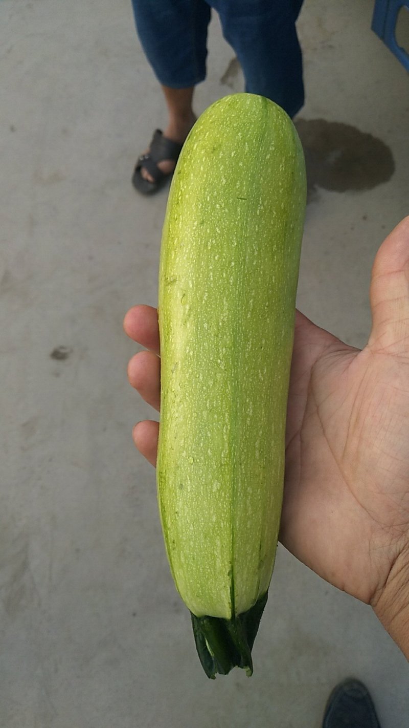 蔬菜