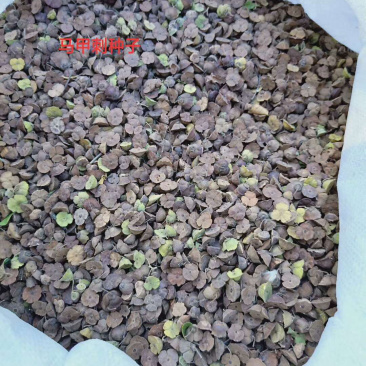 马甲子种子，