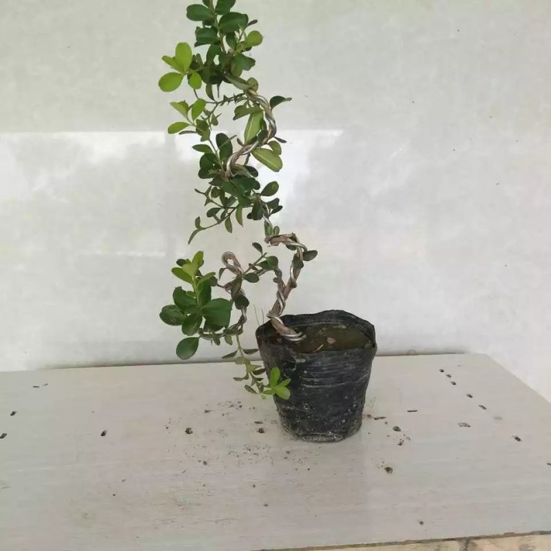 黄杨《可做造型盆景，绿化捕地》抗性特强，耐干耐阴