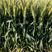 高产稳产小麦新品种亩产1500斤永城市永民种植专业合作