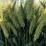 高产稳产小麦新品种亩产1500斤永城市永民种植专业合作