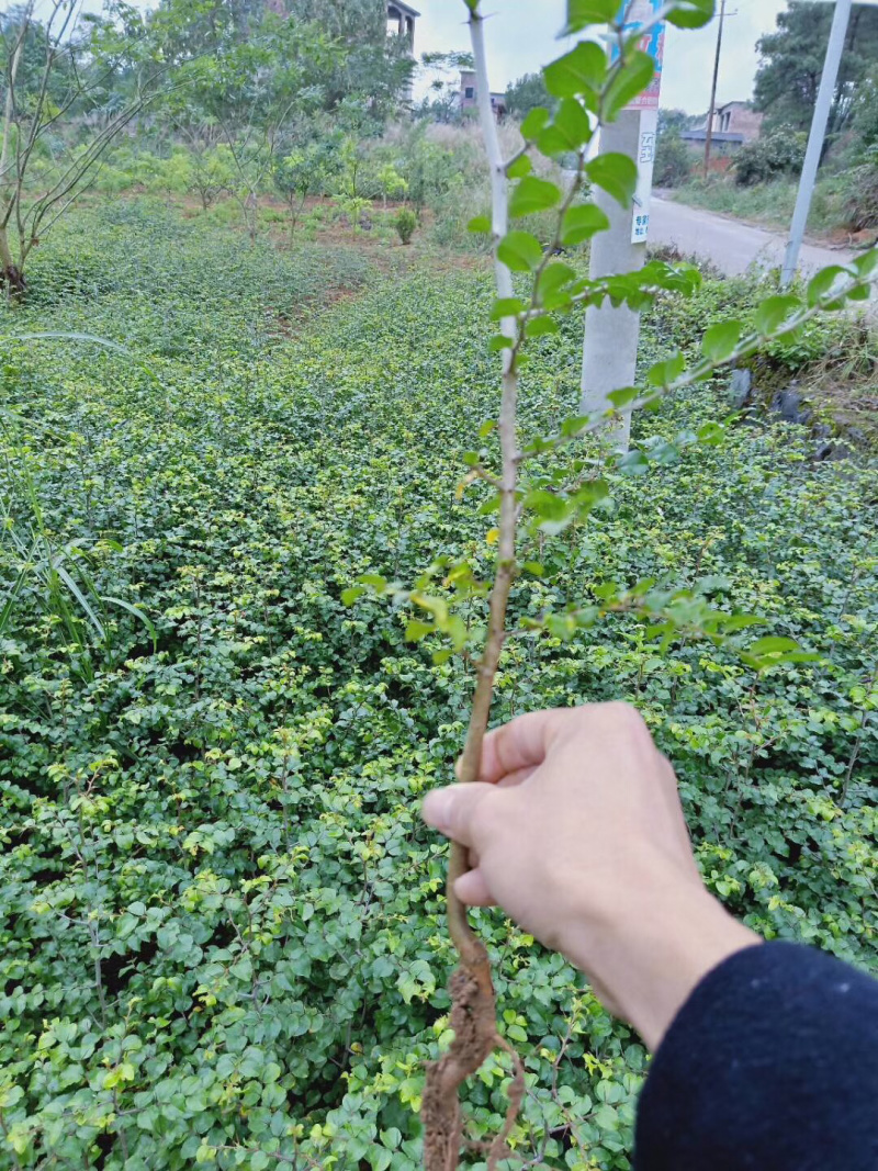 马甲子种子，