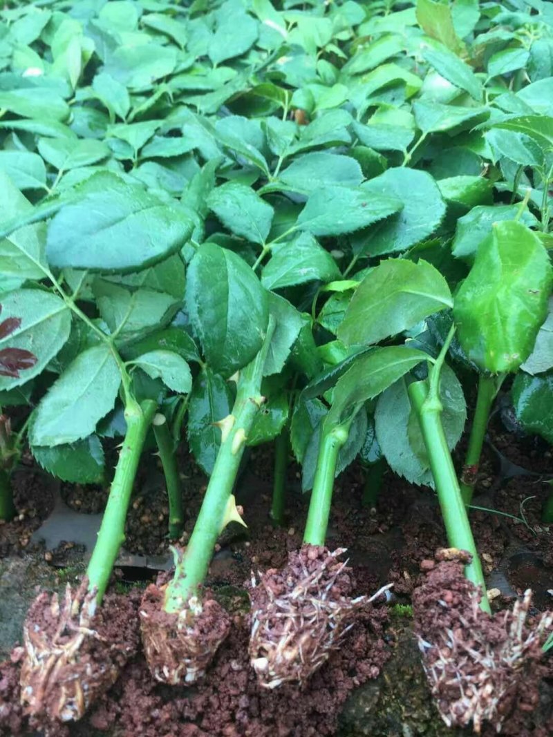 紫色玫瑰，月季种苗，盆栽种植绿化工程基地批发