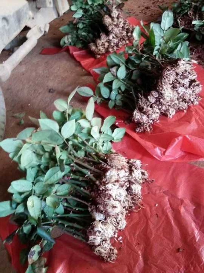 紫色玫瑰，月季种苗，盆栽种植绿化工程基地批发