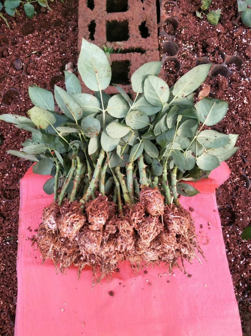 紫色玫瑰，月季种苗，盆栽种植绿化工程基地批发