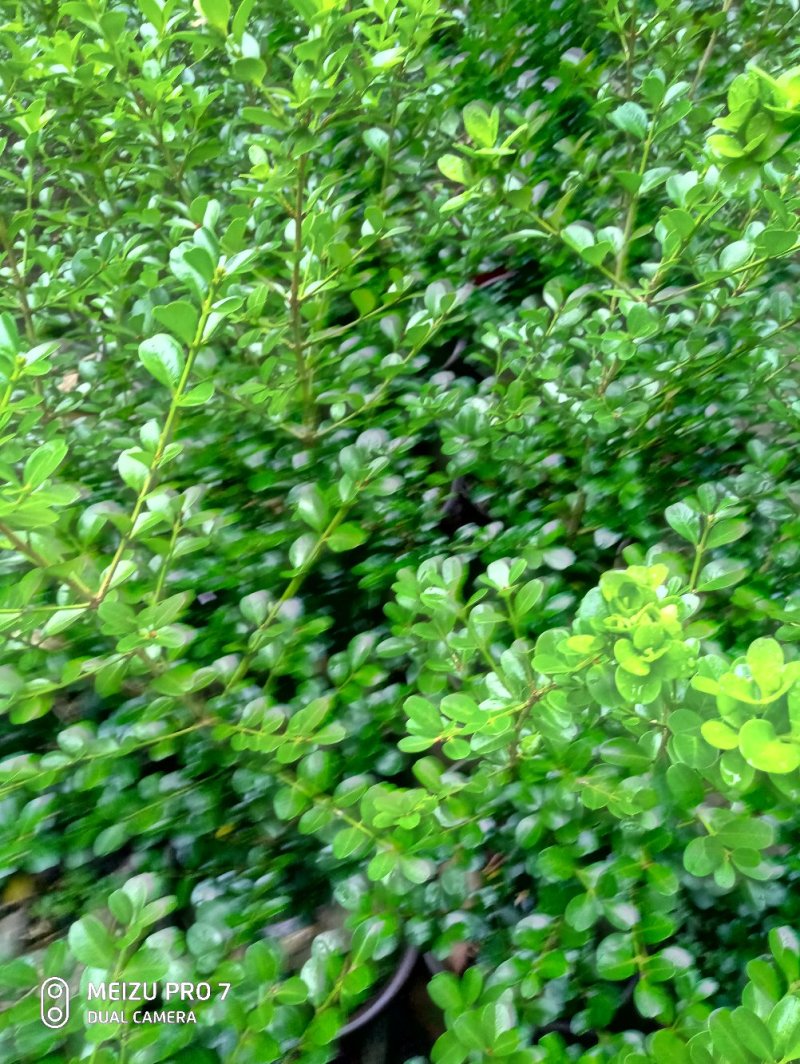 黄杨《可做造型盆景，绿化捕地》抗性特强，耐干耐阴