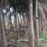 狐尾椰产地直销可供线上线下交易