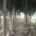 狐尾椰产地直销可供线上线下交易