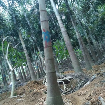 狐尾椰产地直销可供线上线下交易