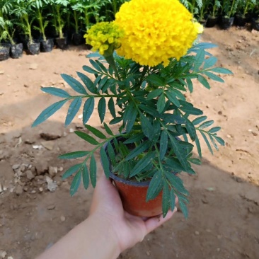 万寿菊