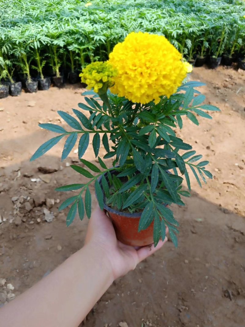 万寿菊