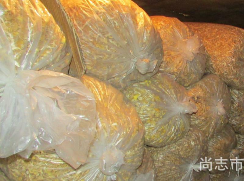 精品黄蘑，黄蘑干，现货直发全国供应，大量批发