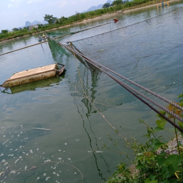 淡水鱼类