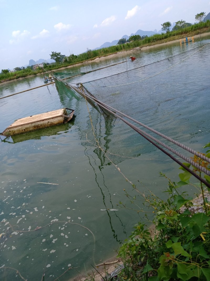 淡水鱼类