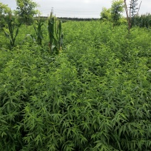 桃苗优质一年生毛桃苗，质量好，