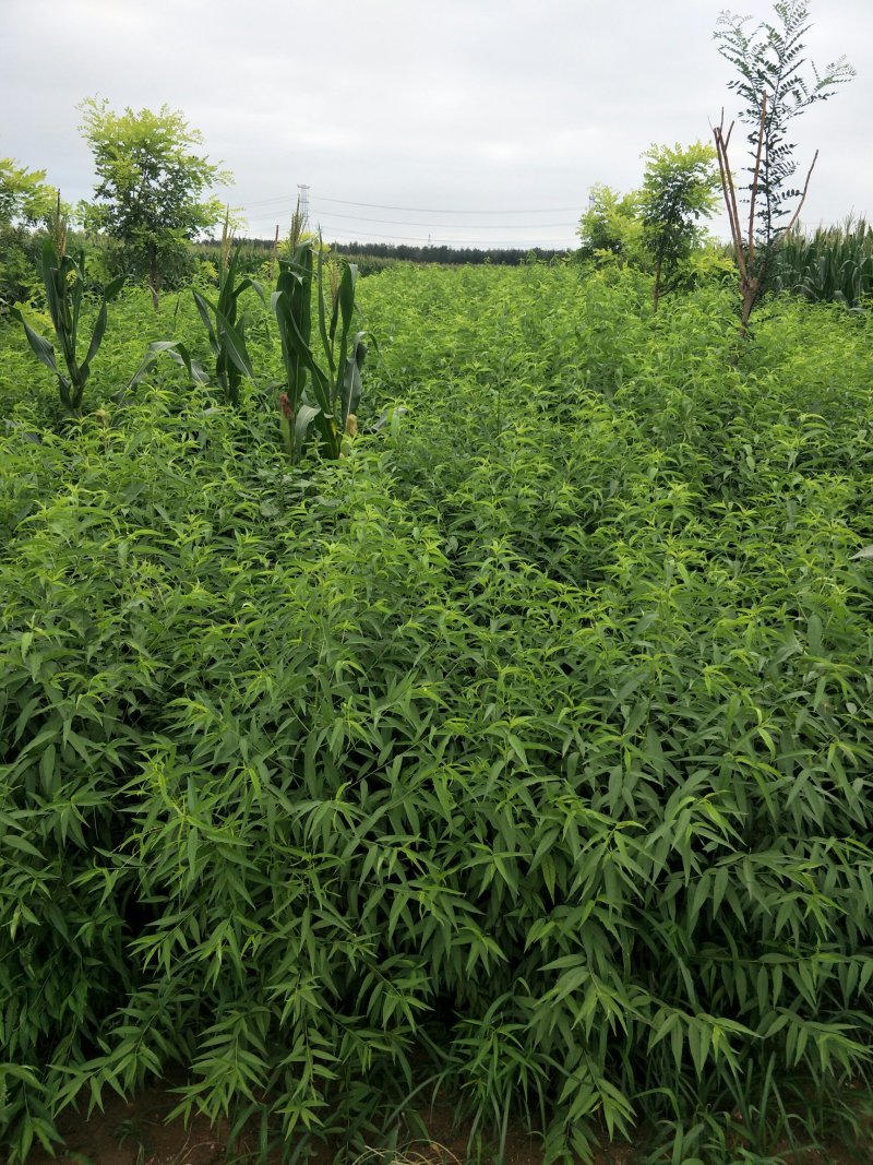桃苗优质一年生毛桃苗，质量好，