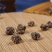 猫爪草干猫爪草小毛茛农家初选农副土特产品