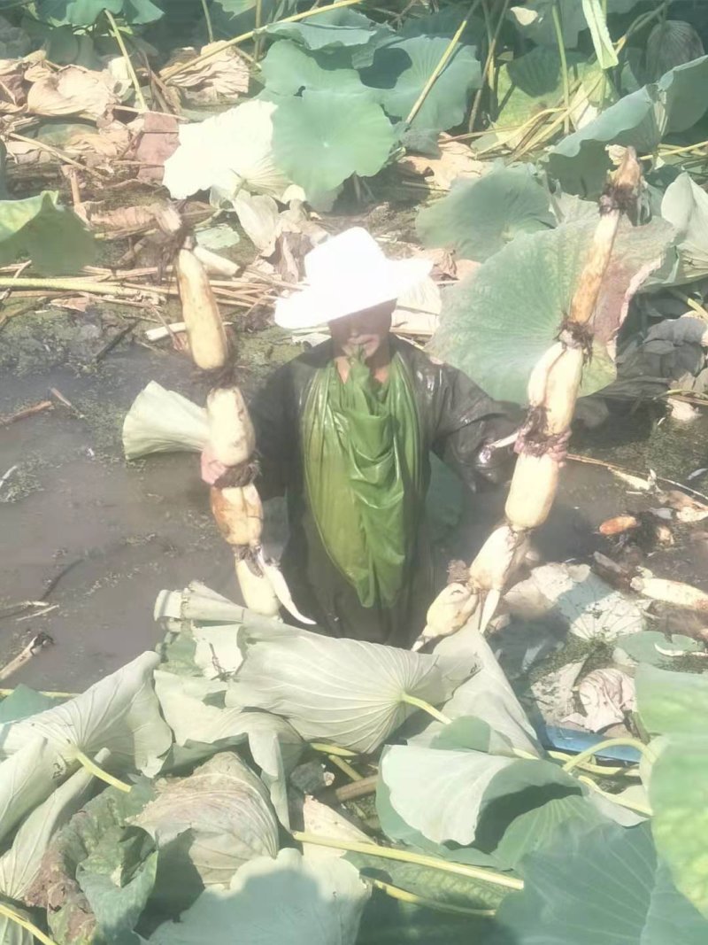 莲藕野藕粉藕