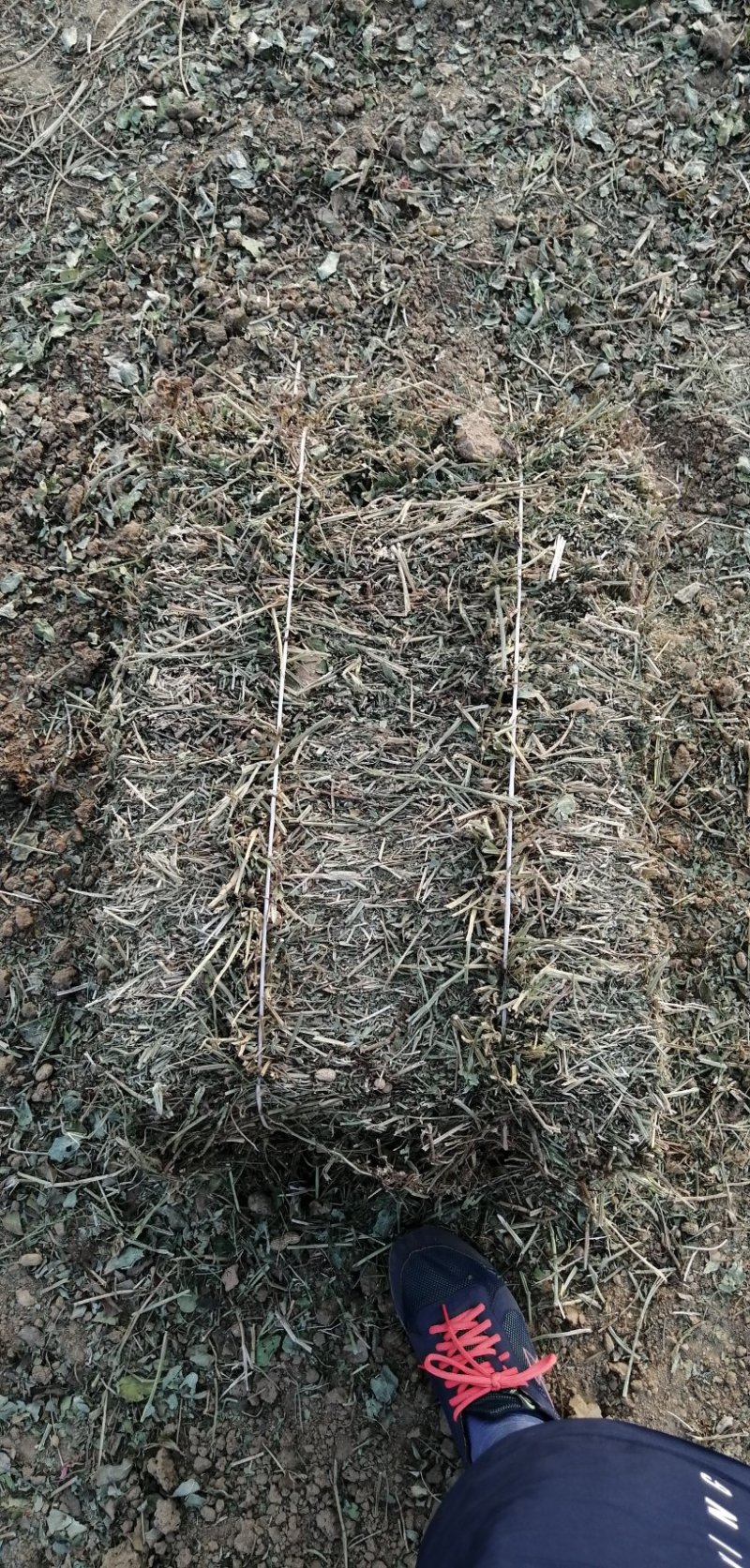 打捆花生秧：颜色质量如图，