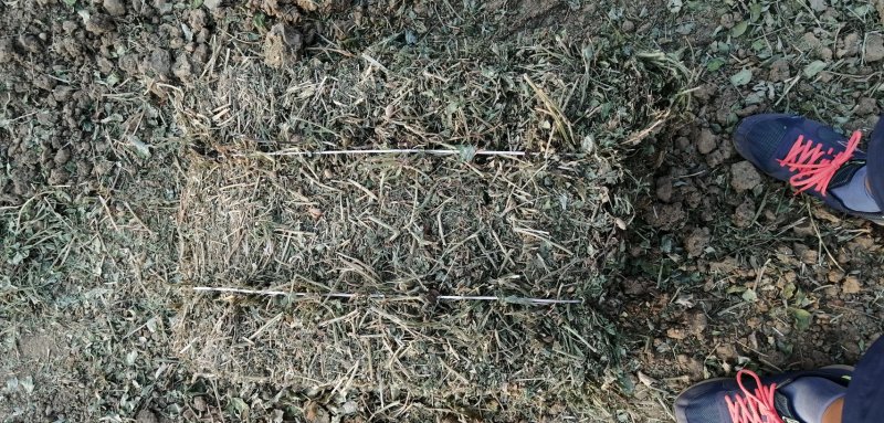 打捆花生秧：颜色质量如图，